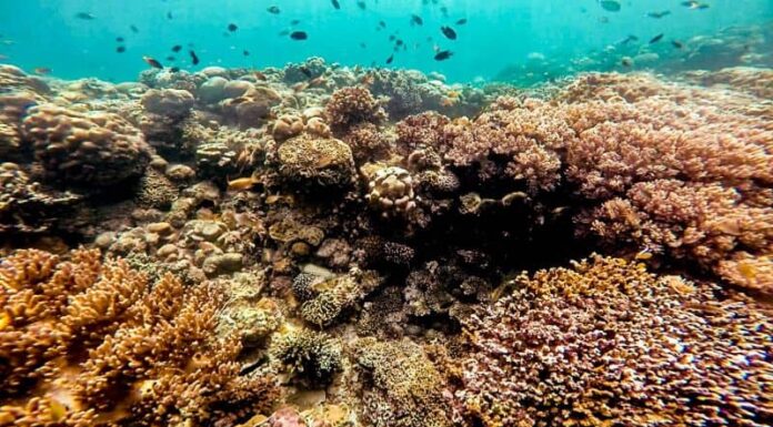 Moalboal Underwater Adventure