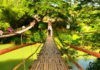 Hanging Bridge Bohol