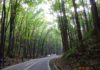 Man-made forest Bohol