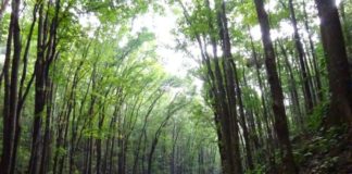 Man-made forest Bohol