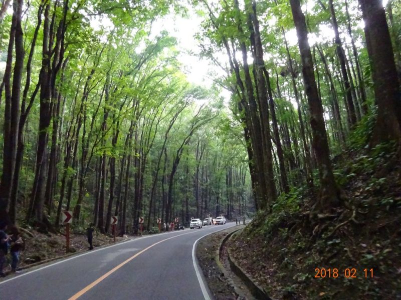 Man-made forest Bohol Man-made forest Bohol