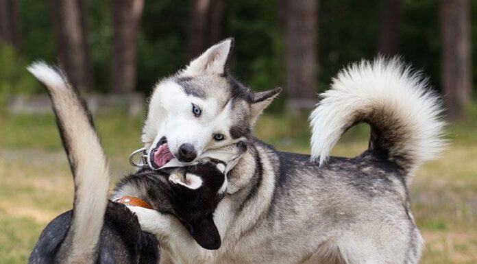 Dog aggression