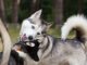 Dog aggression