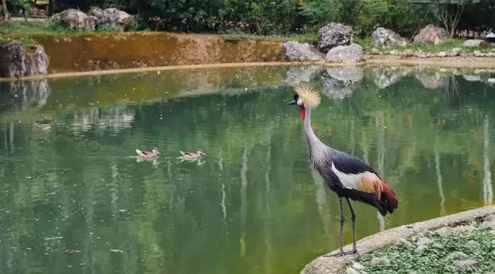 Cebu Safari and Adventure Park