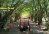 Bamboo Forest Medellin