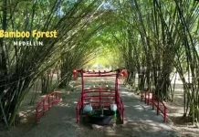 Bamboo Forest Medellin