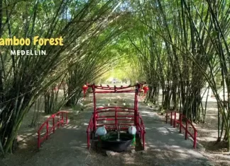 Bamboo Forest Medellin