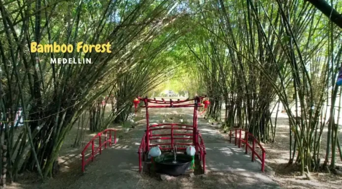 Bamboo Forest Medellin