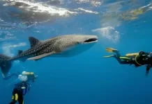 Oslob Whale Shark Watching: Review
