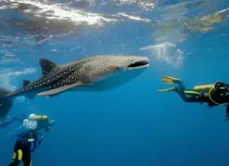 Oslob Whale Shark Watching: Review