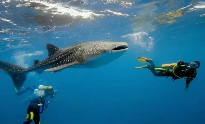 Oslob Whale Shark Watching: Review