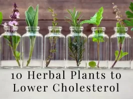 10 Herbal Plants to Naturally Lower Cholesterol