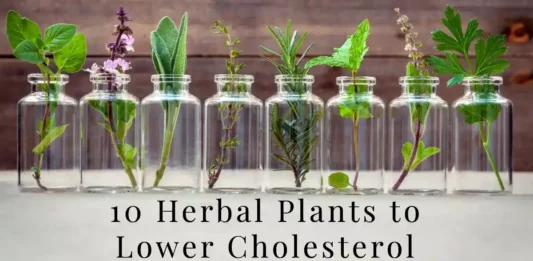 10 Herbal Plants to Naturally Lower Cholesterol