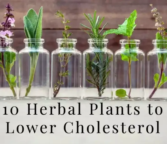 10 Herbal Plants to Naturally Lower Cholesterol