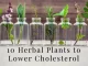 10 Herbal Plants to Naturally Lower Cholesterol
