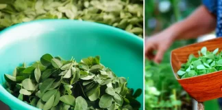 The Miraculous Benefits of Moringa: Impressive Health Benefits and Uses