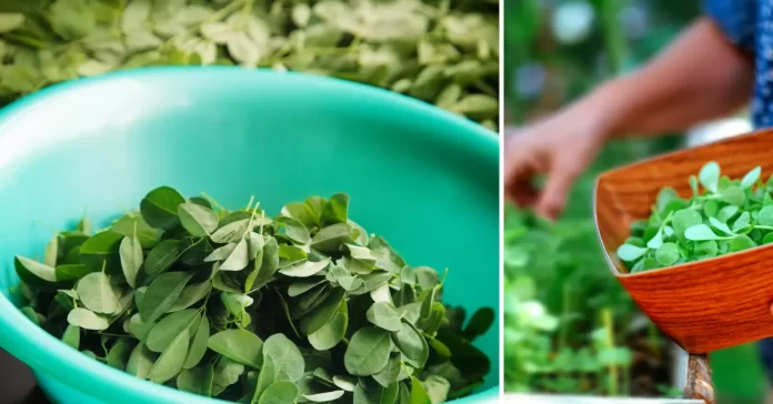 The Miraculous Benefits of Moringa: Impressive Health Benefits and Uses