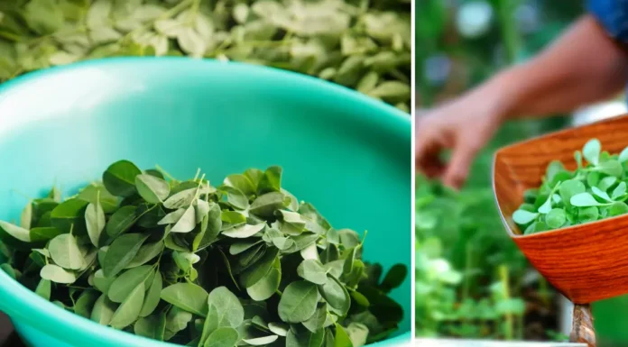The Miraculous Benefits of Moringa: Impressive Health Benefits and Uses