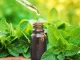 Fresh oregano leaves and the essential oil emphasize the herb's health and traditional medicine potential.