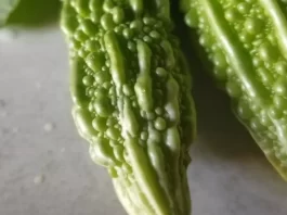 A vibrant green bitter melon with a distinct ridged texture