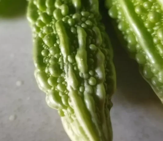 A vibrant green bitter melon with a distinct ridged texture