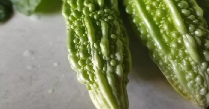 A vibrant green bitter melon with a distinct ridged texture