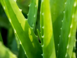 Aloe Vera Gel bottle with fresh aloe leaves - Natural skincare concept