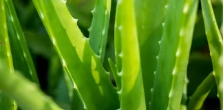 Aloe Vera Gel bottle with fresh aloe leaves - Natural skincare concept