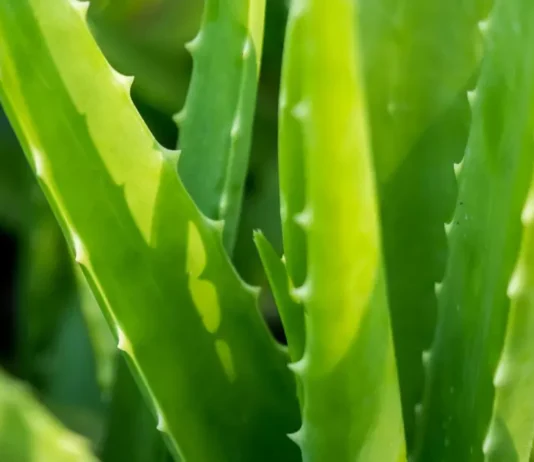 Aloe Vera Gel bottle with fresh aloe leaves - Natural skincare concept
