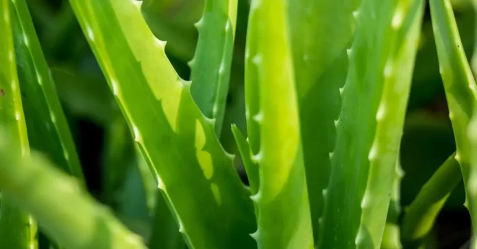 Aloe Vera Gel bottle with fresh aloe leaves - Natural skincare concept
