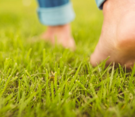 A barefoot person enjoys the therapeutic benefits of grass walking.
