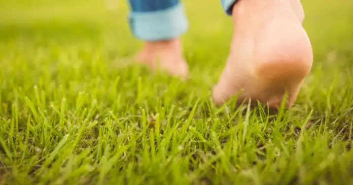 A barefoot person enjoys the therapeutic benefits of grass walking.