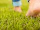 A barefoot person enjoys the therapeutic benefits of grass walking.