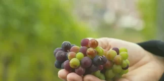 A bunch of fresh grapes burst with natural sweetness and carries numerous health benefits.