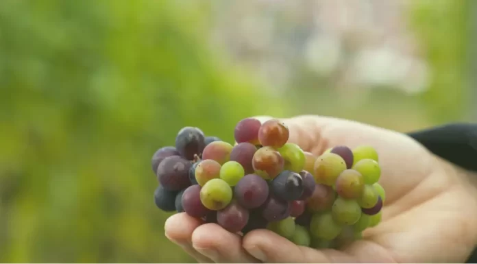 A bunch of fresh grapes burst with natural sweetness and carries numerous health benefits.