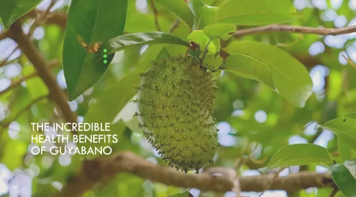 Unlock the potential of this tropical wonder fruit and witness the transformation of your well-being.