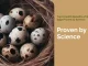 Quail eggs are arranged on a plate, showcasing their nutritional richness and the science behind their health benefits.