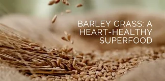 A vibrant image showcasing fresh barley grass, the green elixir contributes to heart health through antioxidants, cholesterol management, and blood pressure support.