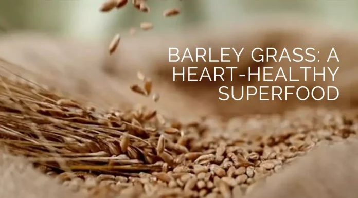A vibrant image showcasing fresh barley grass, the green elixir contributes to heart health through antioxidants, cholesterol management, and blood pressure support.