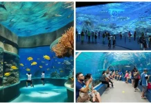 Cebu Ocean Park featured image - A vibrant display of marine life in a stunning aquarium setting.