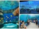 Cebu Ocean Park featured image - A vibrant display of marine life in a stunning aquarium setting.